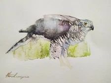 Sparrowhawk, Birds, Watercolor artwork, Handmade, Original painting on paper