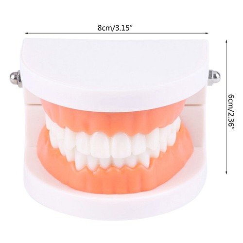 Standard Teeth Model Adult Standard Typodont Demonstration Denture Model Disp-cg - Photo 3/10