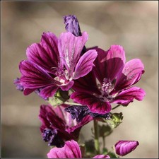 Malva sylvestris - ssp. Mauritania - Blue Mallow seed