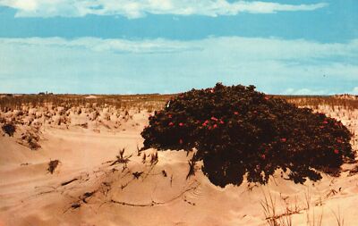 Vintage Postcard Wild Roses Unique Growth In The Heart Of Dunes Cape COD MA