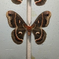Hyalophora Cecropia The Robin Moth Set Specimen Moth Insect 