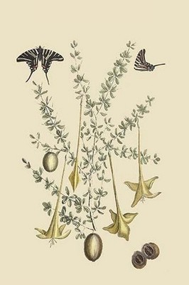 Coffee Tree Mark Catesby Poster Print