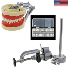 Kilgore Nissin 200 Type Dental Typodont Model 32PCS Teeth Replacement Screw-in 