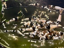 8 Live Crystal Black Shrimp CBS Live Guarantee USA Bred Caridina Aquarium