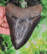 Megalodon Sharks Tooth 4 15/16
