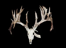GAINT - 301-inch Nontypical Whitetail Deer ANTLERS-Skull Big Drop Tines
