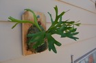 RARE PLATYCERIUM MT KITSHAKOOD MOUNTED ON A CEDAR BOARD STAGHORN US GROWN — photo 3
