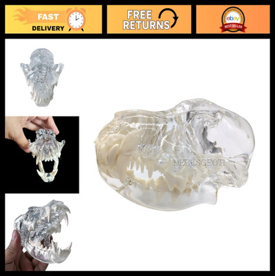 Canine Skull Dog Jaw Dental Model - Anatomical Typodont for Vet Education & Disp