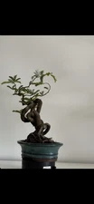 Tamarind Bonsai 