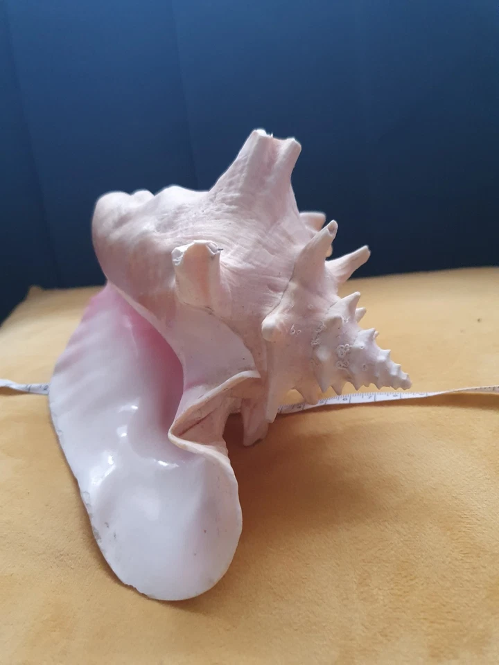 Stunning Large King Conch Shell Large - Image 3 of 4