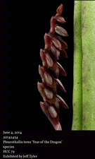 Orchid Species Pleurothallis teres ‘Year Of The Dragon’ HCC/AOS