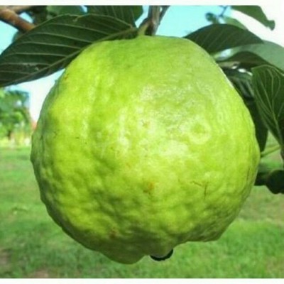 250++ Premium Guava Seedss (Psidium guajava) var. Bangkok White Giant Guava