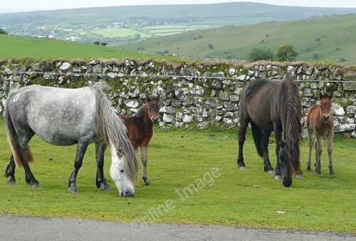 Photo 6x4 Mares and foals Peter Tavy Two mares eat unconcerned by our pre c2011 - Picture 1 of 1
