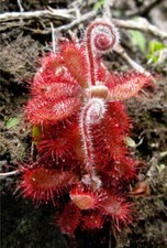 DROSERA MONTANA - 10 Samen Fleischfressende Pflanze