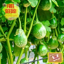 Fresh Thai Eggplant Seeds | Ngai Gwa | Heirloom Non-GMO | Asian Vegetable Seeds