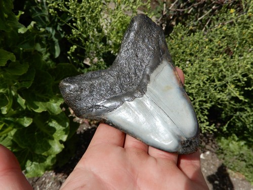 TOP QUALITY FOSSILISED MEGALODON SHARK TOOTH INCREDIBLE QUALITY - Picture 6 of 6