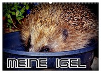 Meine Igel (Wandkalender 2027 DIN A2 Quer), Calvendo Monatskalender