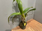 Lc. Mem. Francis Takakura `Clyde' Original DIvision Blue Cattleya Orchid Plant — photo 4