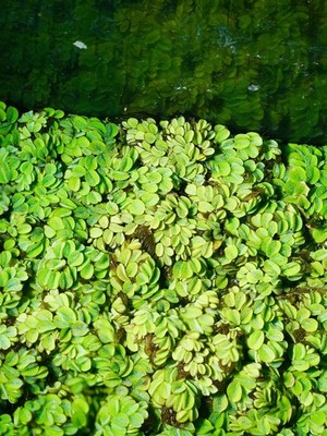 15 Salvinia Minima Live Floating Aquatic Plant Freshwater Aquarium & Pond Plants