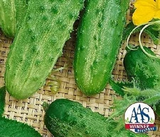 Cucumber Pick a Bushel    250 seeds