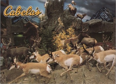 Cabela's Sidney Nebraska Catalog Showroom Souvenir Postcard 4x6 UNP