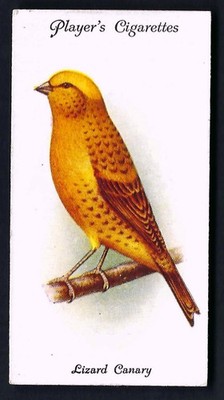 SPIELER - VOLIERE UND KÄFIGVÖGEL - #9 EIDECHSE KANARIENVOGEL
