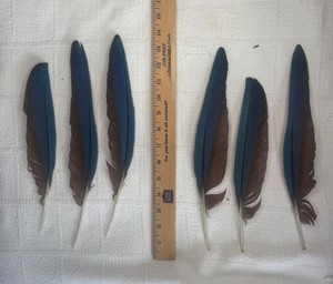 (6) Greenwing Macaw Parrot Wing Feathers 11” - 13” for Crafts and Dream Catchers