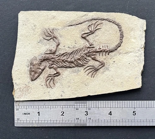 Chinese Real Monjurosuchus Choristodera Fossil Rare Collection Exotic and rare - Picture 5 of 6