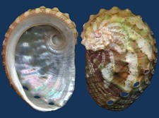 Shell Haliotis ovina Seashell