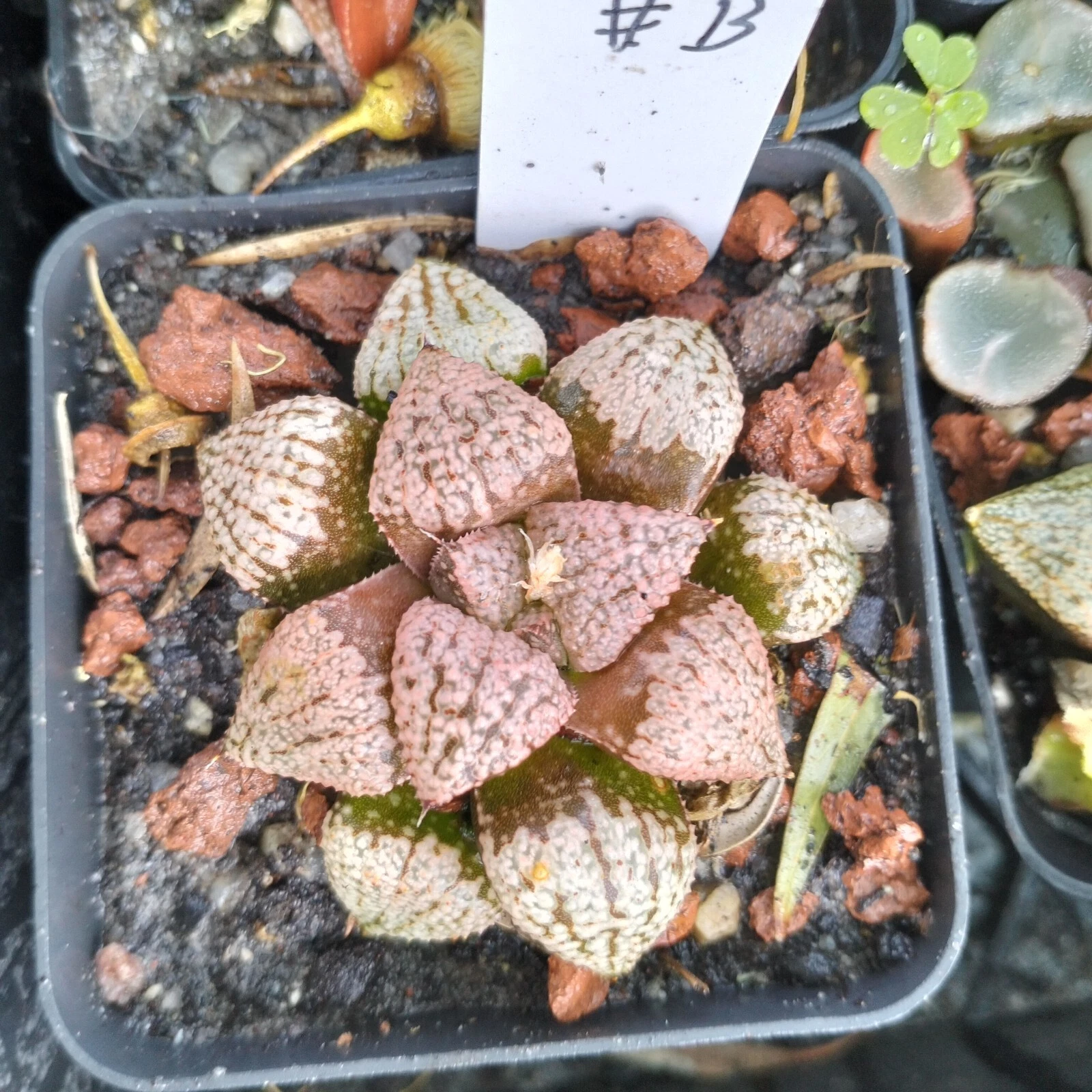 Haworthia Plant b mature plant very well rooted , Succulent
Opens in a new window or tab