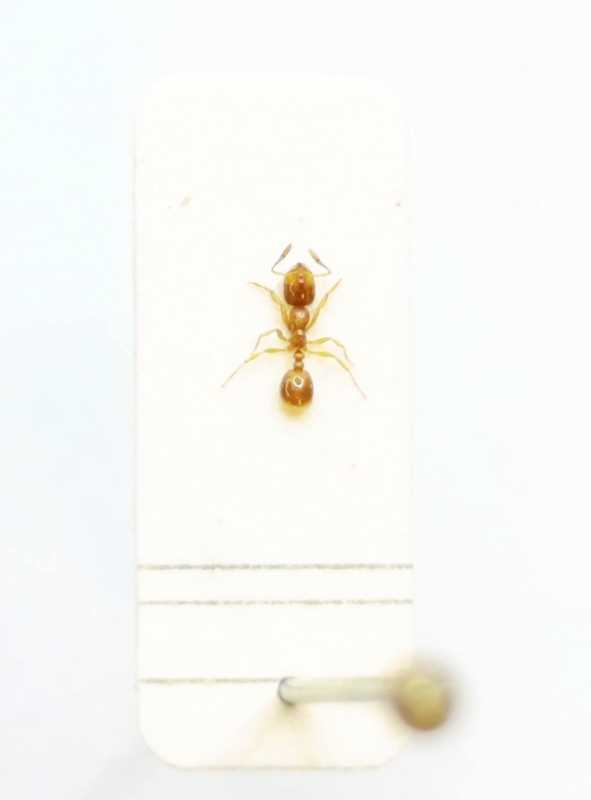 Entomology Taxidermy :  Formicidae, Solenopsis Ssp. 2 mm+/-.A1