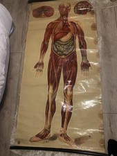 Medical Wall Charts Anatomical Chart full set of 8