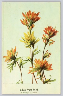 Indian Paint Brush Wildflower Ohio Botanical Art Postcard Bertha Dunham Dexter