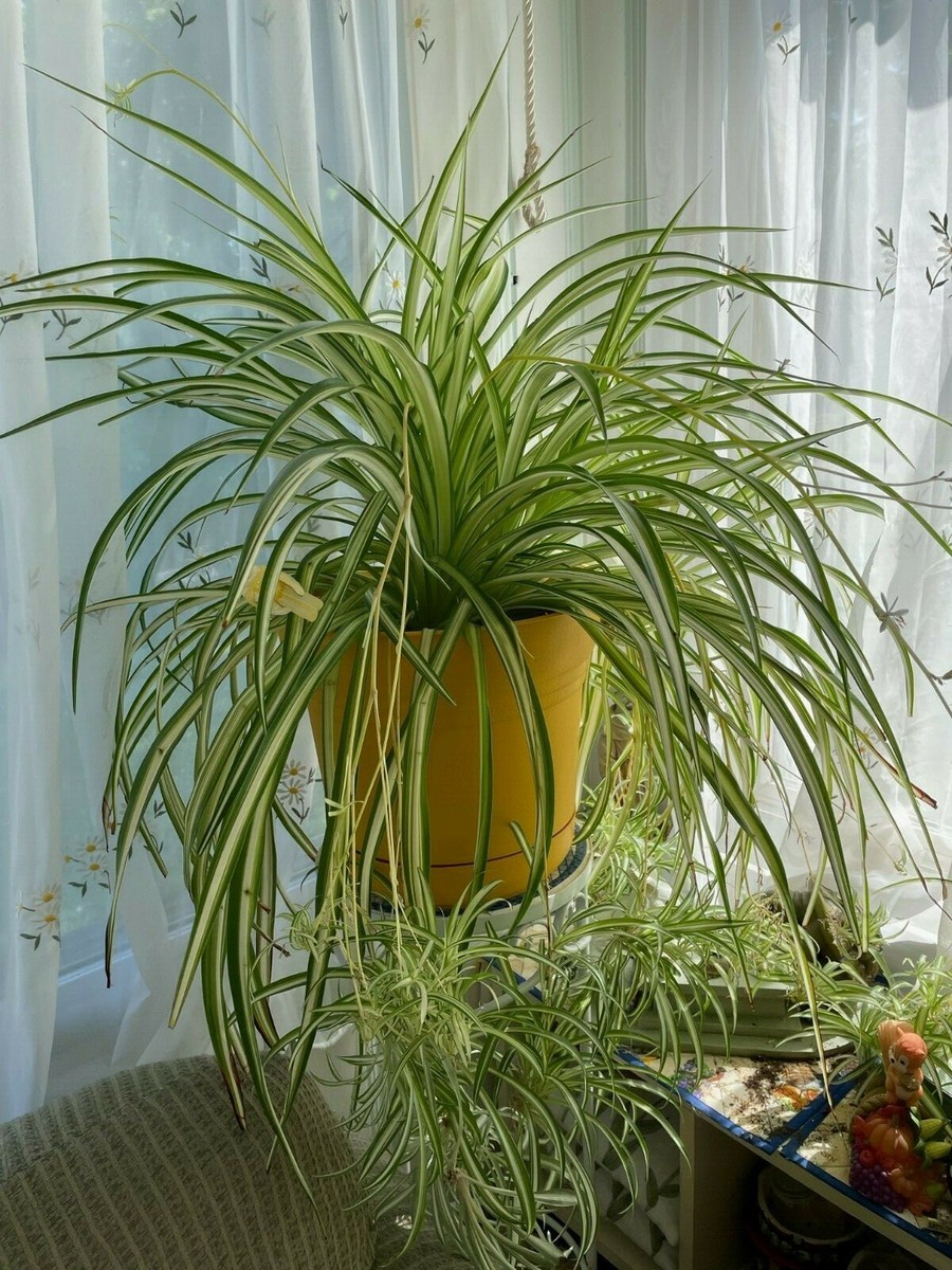 spider plants live homegrown with self-watering pots | eBay