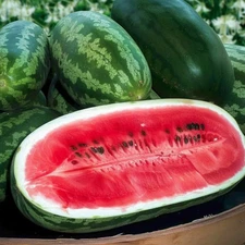 12 CONGO Watermelon Seeds - Large - NON GMO - HEIRLOOM - ORGANIC