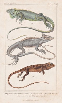 Iguana Leguane lizard Eidechse lizards Lithographie Cuvier 1835 308099