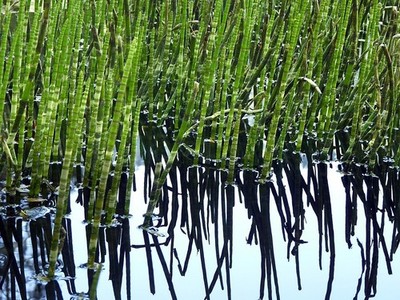 Schachtelhalme Teichpflanzen wasserreinigend blühend winterhart Deko Pflanzen