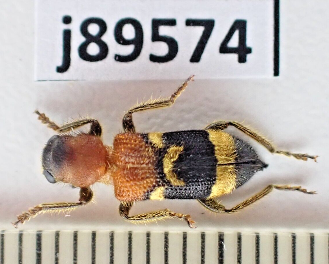 Zambia Histeridae　21mm j89574. Insects, Cleridae sp. Vietnam North | eBay