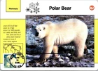 Dr Jim Stamps Maximum Card Polar Bear 28C Fdc