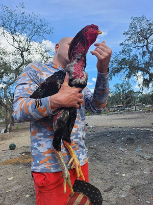 #ad Gigante indio 6NPIP Program Clean Eggs Giant Chicken Hatching Longest breed $139.95