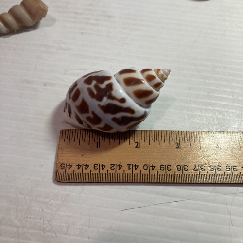 BABYLONIA SPIRATA SEA SHELLS 1.5" to 3" Lot of 7 - Imagen 7 de 7