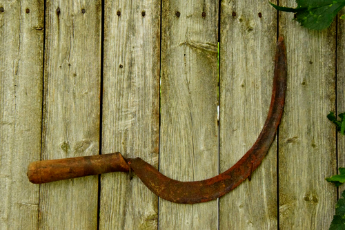 SCHEUNENFRISCH CA. 1930er HOLZGRIFF SICHEL SKYTHE OLD TIMEY WERKZEUG GARTENHAUS ROST - Bild 13 von 14