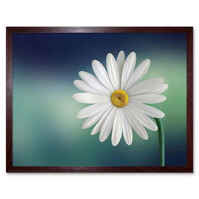 Weiße Blütenblätter Gänseblümchen 12 x 16 Zoll gerahmter Kunstdruck