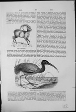 Vecchio Stambecco Capra Ibex Gaot Famiglia Sacro Ibis Ibis Oethiopica Wading Bird