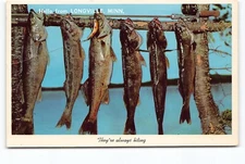 Hello Longville Minnesota Stringer Fish MN Chrome Postcard Vtg Posted 1972