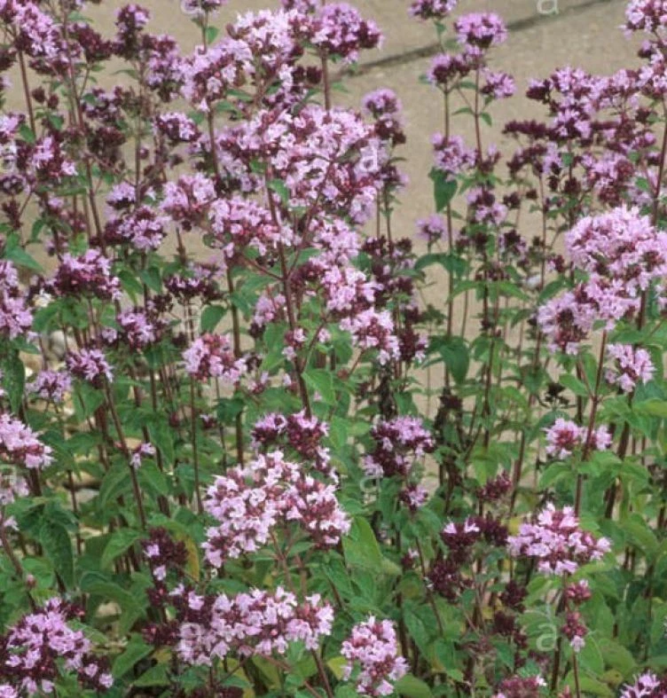 1000 OREGANO SEEDS (OFFICIAL AROMATIC) VULGARIS CULTIVATION GARDENING