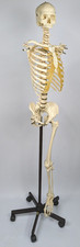 Somso Human Skeleton Anatomical Model with Rolling Stand Base