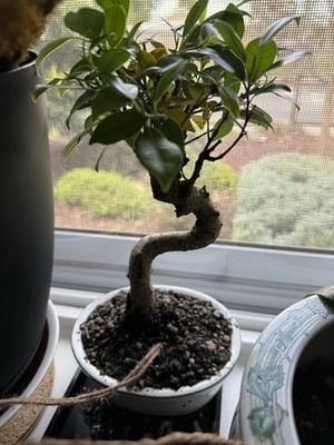 olive bonsai tree Willow Ficus Bonsai 35+ Years