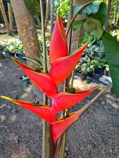 HELICONIA DARK DESIRE LIVE RHIZOME EXOTIC TROPICAL BANANA FAMILY