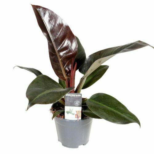 buy ponytail palm online Ponytail Palm - 6 Inch
